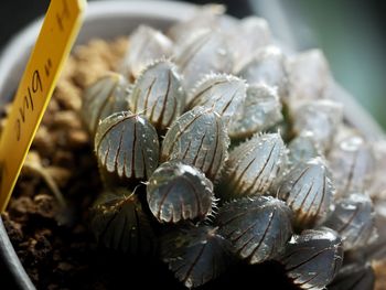 High angle view of shells