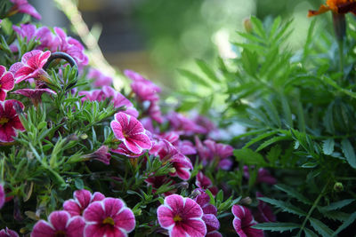Close-up of pink flowering plants