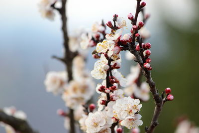 Close-up of cherry blossoms in spring