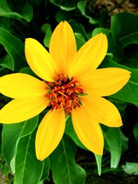 Close-up of yellow flower