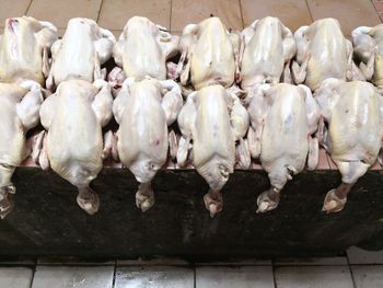 High angle view of sheep