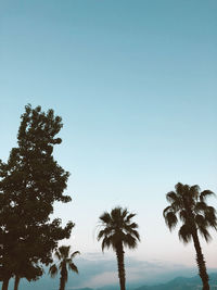 Low angle view of coconut palm trees against clear blue sky