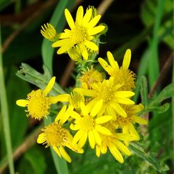 Close-up of yellow flowers blooming outdoors