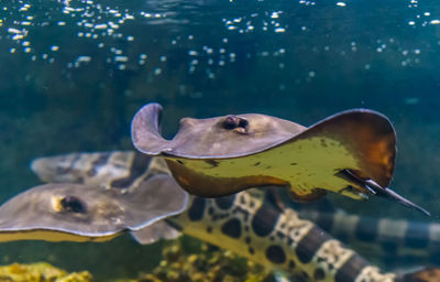 Close-up of fish swimming in sea