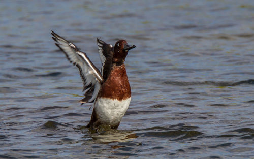 Close-up of bird flying over lake