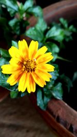 Close-up of yellow flower