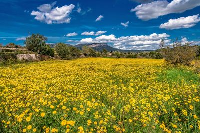 Scenic view of oilseed rape field against sky