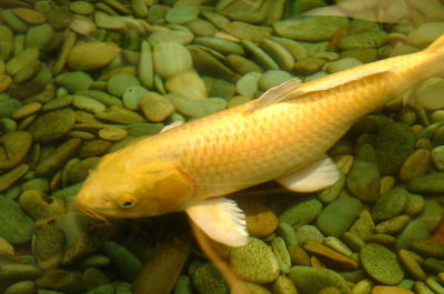 Close-up of fish in sea