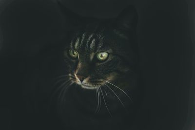 Close-up portrait of cat