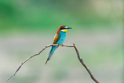 European bee eater 