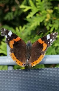 Close-up of butterfly on leaf