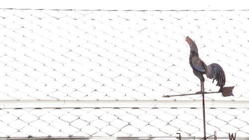 Birds perching on wall