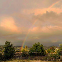 Rainbow over trees against sky during sunset