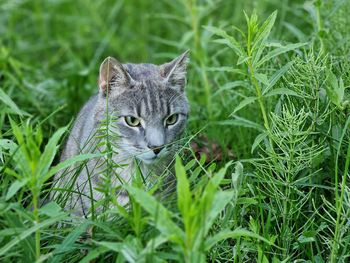 Cat in the field