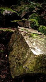 Close-up of moss on rock