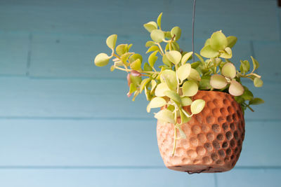 Close-up of fruits growing on plant