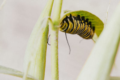 Close-up of caterpillar on leaf