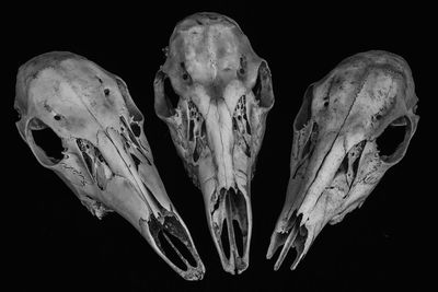 Close-up of animal skull against black background