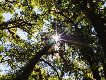 Low angle view of sunlight streaming through trees in forest