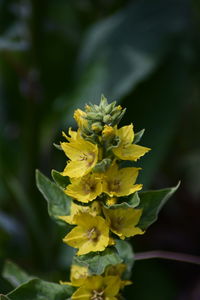 Close-up of yellow flowering plant