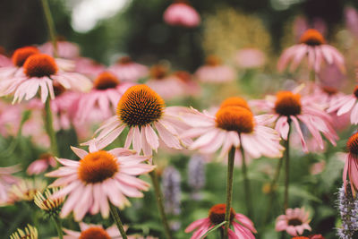 Close-up of pink daisy flowers