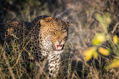 Portrait of angry leopard in forest