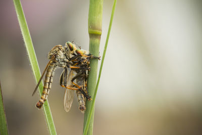 Close-up of insects mating on plant stem