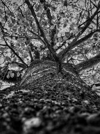 Close-up of bare tree on field