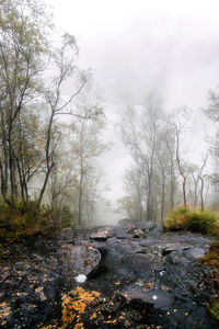 Wet rocks and trees at a cliff in the fog