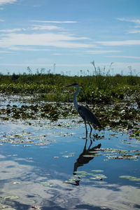 Side view of a bird in water