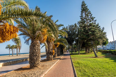 Footpath amidst palm trees against clear sky