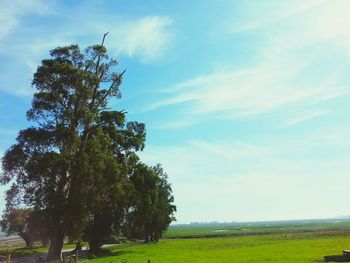 Scenic view of grassy field against cloudy sky