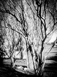 Bare trees against sky