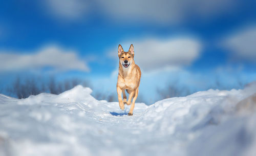 Portrait of a dog in snow