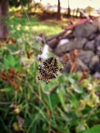 Close-up of insect on grass