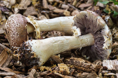 Close-up of mushroom on field