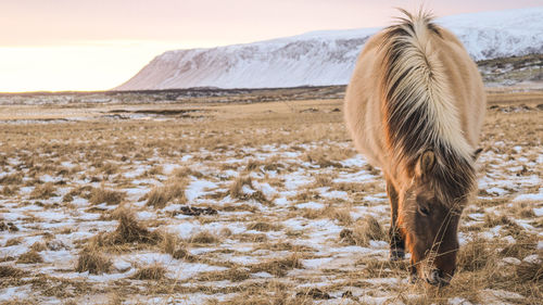 Close-up of horse standing on snow field against sky