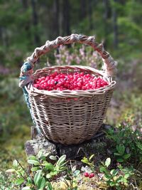 Close-up of fruits in basket on field