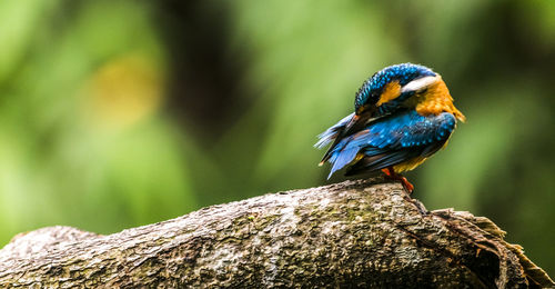 Close-up of bird perching on tree