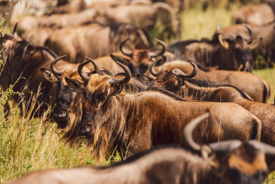 Wildebeest standing on field