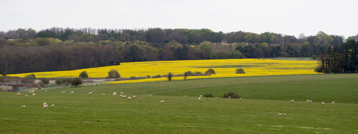 Scenic view of agricultural field against sky