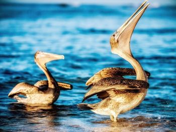 Duck swimming in lake