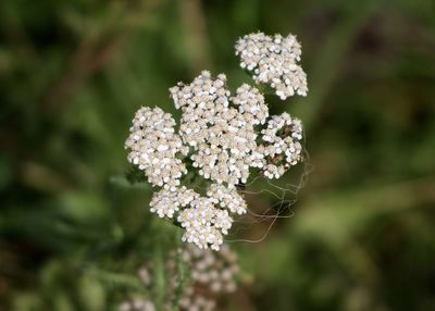 Close up of flowers