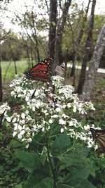 Butterfly pollinating on flower