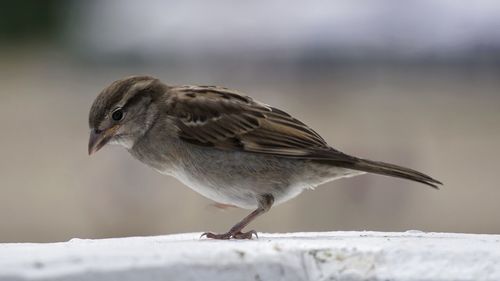 Close-up of bird perching on snow