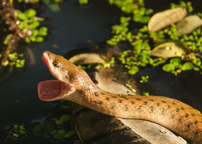 High angle view of snake in lake