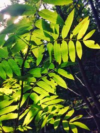 High angle view of leaves on tree