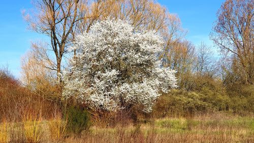 Low angle view of trees on field against sky