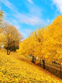 Yellow flowers growing on tree during autumn against sky