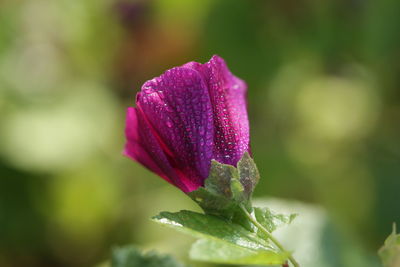 Close-up of pink rose flower